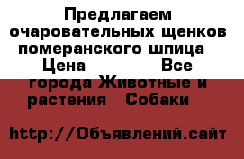 Предлагаем очаровательных щенков померанского шпица › Цена ­ 15 000 - Все города Животные и растения » Собаки   